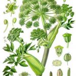 Angelica
