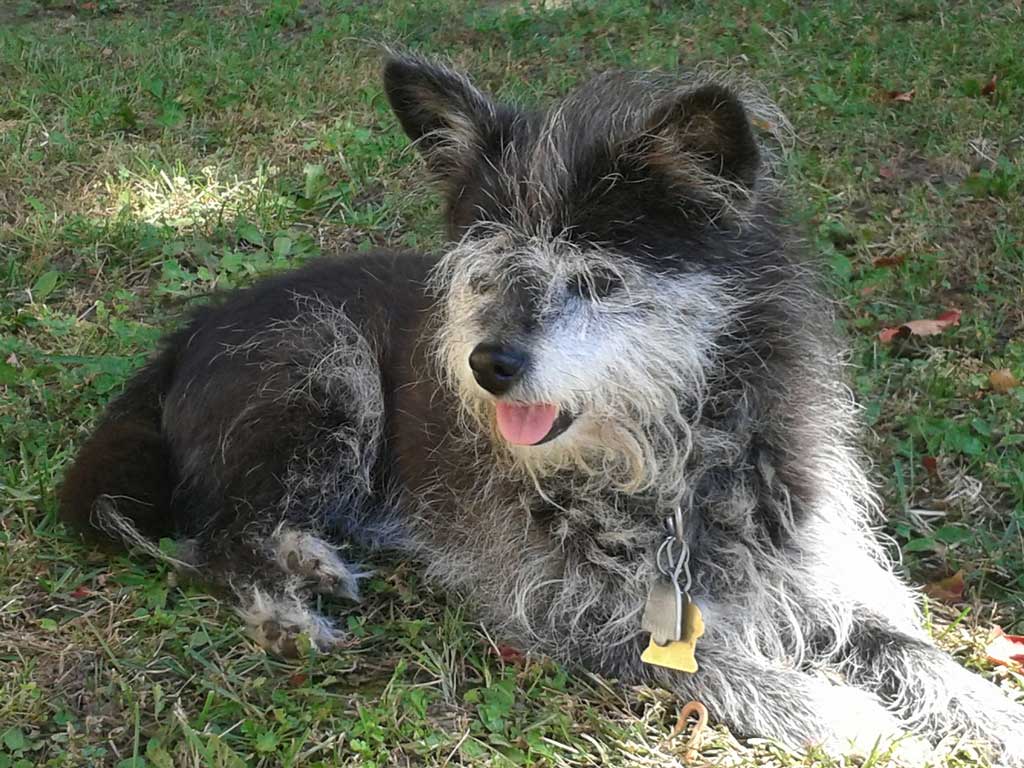 Winnie the dog